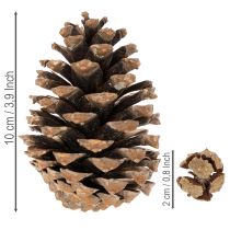 Artikel Zapfenmix Natur zum Basteln und für Adventsdekoration 2–10 cm 400 g