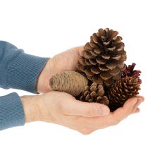 Artikel Zapfenmix Natur zum Basteln und für Adventsdekoration 2–10 cm 400 g