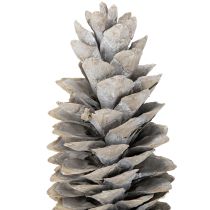 Artikel Zuckerkieferzapfen weissgewaschen 20–30 cm aus Holz