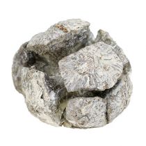 Artikel Zypressen Zapfen 3cm Weiß gewaschen 500g