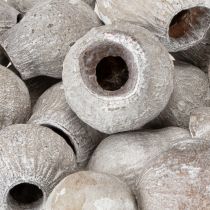 Artikel Bellgums getrocknet weissgewaschen 2cm–5cm 500g Holz Naturdeko