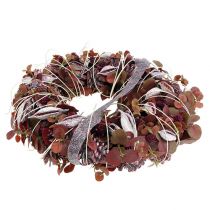 Artikel Brachyciton brombeer gefrostet 500g