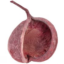 Artikel Buddha Nut Rot Weiß Getrocknet Natur Deko Ø5,5–9,5cm 5 St