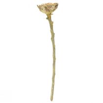 Artikel Compacta Rosette aus getrockneten Proteen grün gefrostet Ø4-5,5 cm 20 Stück