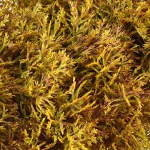 Artikel Deko Kranz Moos künstlich mit Aufhänger Braun Grün Ø30cm