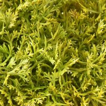 Artikel Deko Moos künstlich Grün Braun – Moospolster 10/12/14cm 3 St