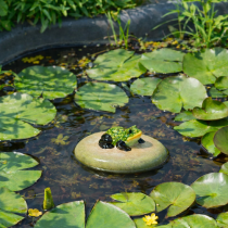 Artikel Deko Frosch Schwimmstein aus Keramik für Gartenteich und Wasserbecken 13cm 3St