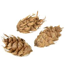 Artikel Douglasienzapfen 1,3 kg Natur für Dekoration und Bastelideen