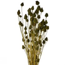 Artikel Erdbeerdistel Trockendeko Olivgrün Ø1–2cm L55cm 100g