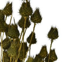 Artikel Erdbeerdistel Trockendeko Olivgrün Ø1–2cm L55cm 100g