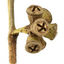 Artikel Eukalyptuszweige Natur Deko Exoten Eukalyptus 20-30cm 25St