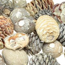 Artikel Leucodendron Zapfen Weiss gewaschen 3-4cm 450g