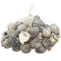 Artikel Exoten Zapfen Leucodendron Weiß gewaschen 3-4cm 450g