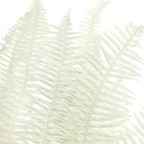 Artikel Farn Deko Farnwedel Konserviert Gebleicht L45cm 10 St