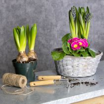 Artikel Geflochtener Blumenkorb aus Spanholz 23 cm Set 6 Stück Weiss-Braun-Grau
