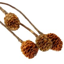 Artikel Glabrum Getrocknete Blüten aus Holz Naturfarben 25–40 cm 25 Stück