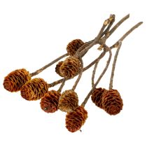Artikel Glabrum Leucospermum Getrocknete Blüten 25-40cm 25 St