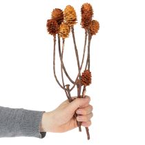 Artikel Glabrum Getrocknete Blüten aus Holz Naturfarben 25–40 cm 25 Stück