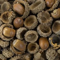 Artikel Herbstkranz aus Eicheln Ø30cm – Naturkranz für Tür und Wanddekoration