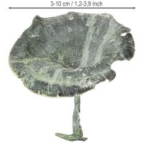 Artikel Getrocknete Kalixpilze Grün-Weiss gewaschen 100 Stück, ca. 3-10 cm, Dekoration & Basteln
