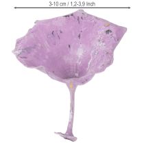 Artikel Getrocknete Kalix Pilze Lila-Weiss gewaschen 3–10 cm 100 Stück