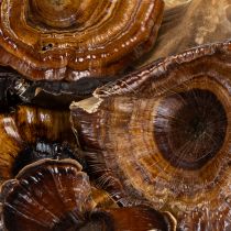 Artikel Getrocknete Kalix-Pilze Natur lackiert, 4–8,5 cm, 100 Stück
