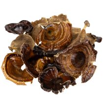 Artikel Getrocknete Kalix-Pilze Natur lackiert, 4–8,5 cm, 100 Stück