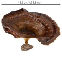 Artikel Getrocknete Kalix-Pilze Natur lackiert, 4–8,5 cm, 100 Stück