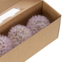 Artikel Trockenblumen Deko Riesen-Pusteblumen Rosa 12cm 4 Stück