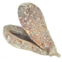 Artikel Mike Fruit Exoten getrocknet Weiß gewaschen 4-6cm 50 St