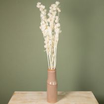 Artikel Getrocknete und Gebleichte Physalis Dekoration 75–80 cm, Creme