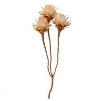 Artikel Leucospermum Plumosum Trockenblumen Creme 25 Stück 20–30 cm