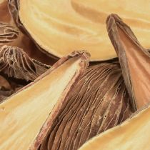 Artikel Frucht- und Samenkapseln Deko Schoten Braun 9–12 cm 50 Stück
