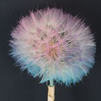 Artikel Pusteblume Deko Trockenblume stabilisiert und gefärbt Filigran langlebig 12cm 4St