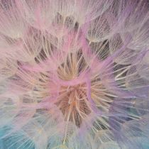 Artikel Pusteblume Trockenblume stabilisiert, 12 cm, sanft gefärbt, Set 4 Stück, für Dekoration