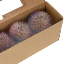 Artikel Pusteblume Trockenblume stabilisiert, 12 cm, sanft gefärbt, Set 4 Stück, für Dekoration