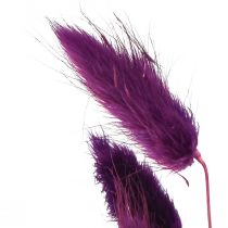 Artikel Samtgras Violett getrocknet Lagurus ovatus 18–50 cm 25 g