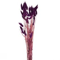 Artikel Samtgras Violett, Hasenschwanz-Gras, Lagurus L18-50cm 25g