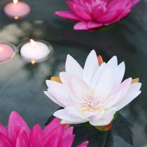 Artikel Schwimmende Seerosen künstlich Tischdeko Weiß, Rosa Ø15cm 2St
