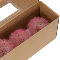 Artikel Trockenblumen Wiesenbocksbart Rosa 12cm – Deko-Set mit 4 Stück