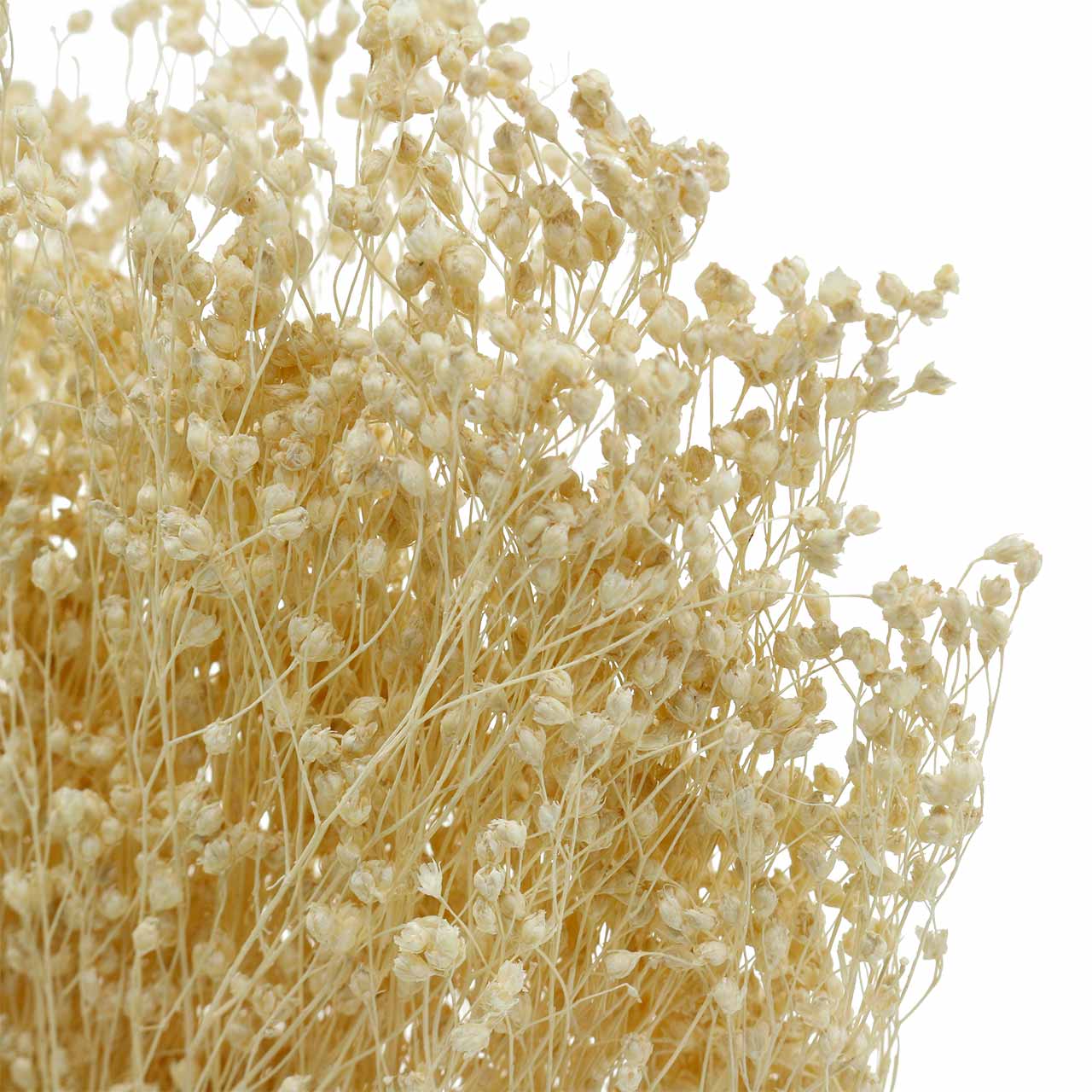 Floristik24.ch Trockenblumen Broom Bloom Gebleicht 140g