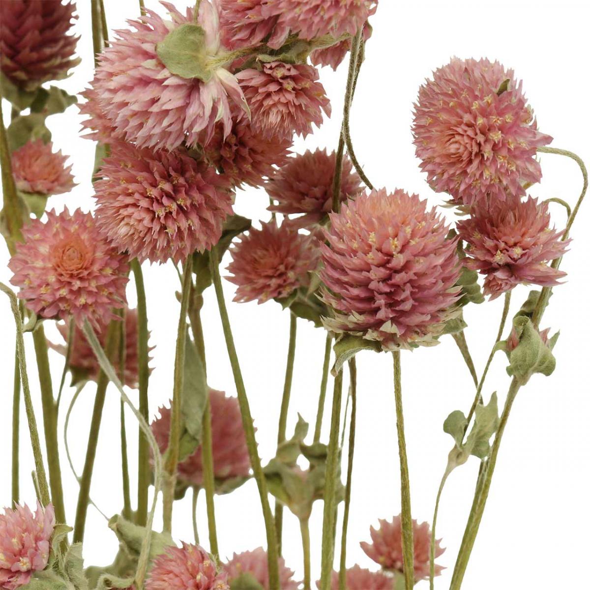 Echter Kugelamarant Samen (Gomphrena Globosa) – 100 Samen, Einjährige Schnitt- & Trockenblume, Samenfest