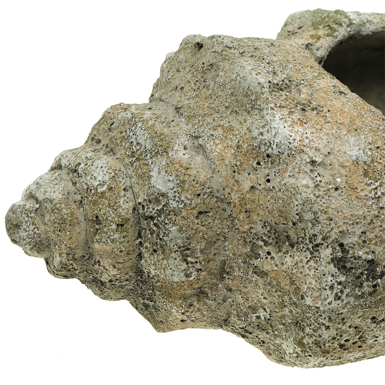 Muschel zum Bepflanzen L40cm-64356 einkaufen in der Schweiz