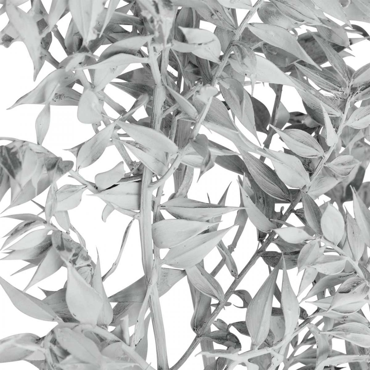 Ruscus-Zweige, Mäusedorn, Trockenpflanze Weiß gewaschen L58cm 80g