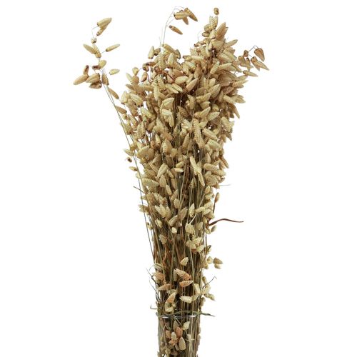 Floristik24 Zittergras Trockenblumen Grün Natur Briza 60cm 100g