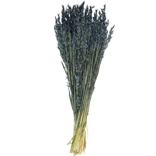 Floristik24 Trockenblumen, Hafer getrocknetes Getreide Deko Blau 68cm 230g
