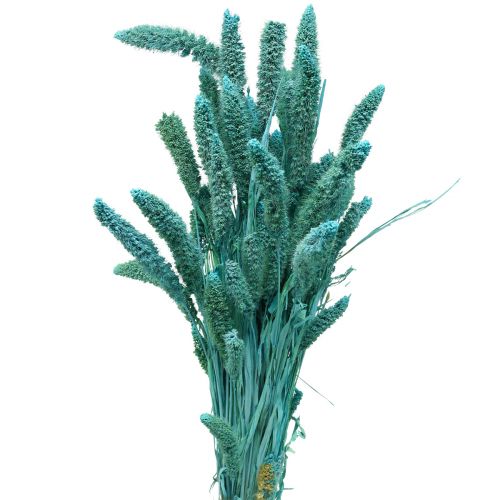 Trockenblumen, Setaria Pumila, Borstenhirse Blau 65cm 200g