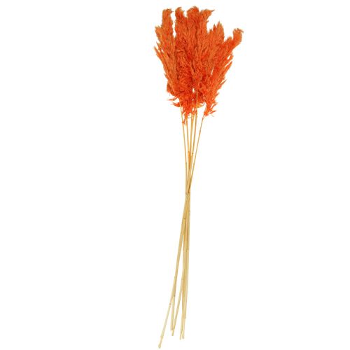 Floristik24 Pampasgras Deko getrocknet Orange Trockenfloristik 72cm 6 St