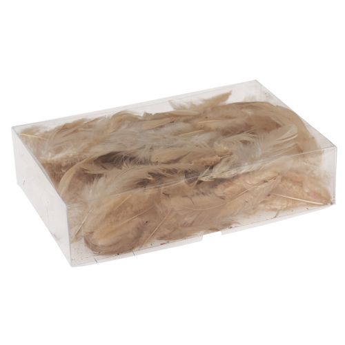 Floristik24 Deko Federn klein Echte Vogelfedern Orange 5-10cm 10g