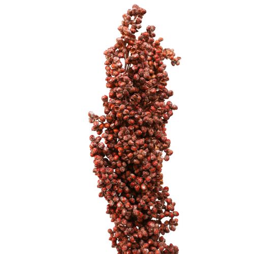 Floristik24 Trockenblumen Sorghum Hirse Orange Trockenfloristik 70cm 3St
